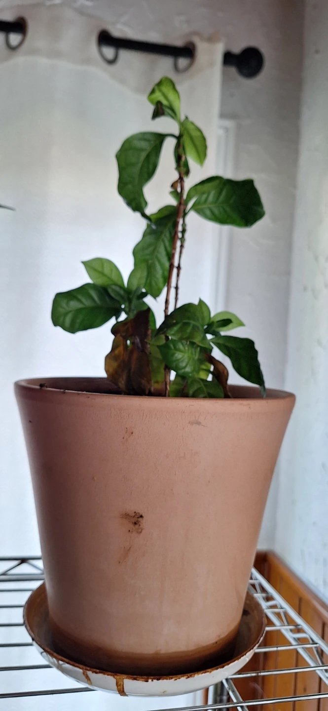 FREE house plants - photo 4