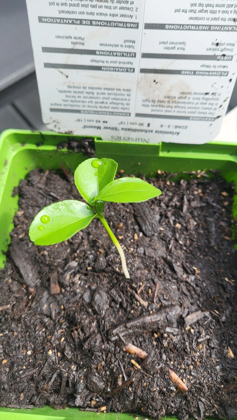 Lemon Plant /seedling - photo 4