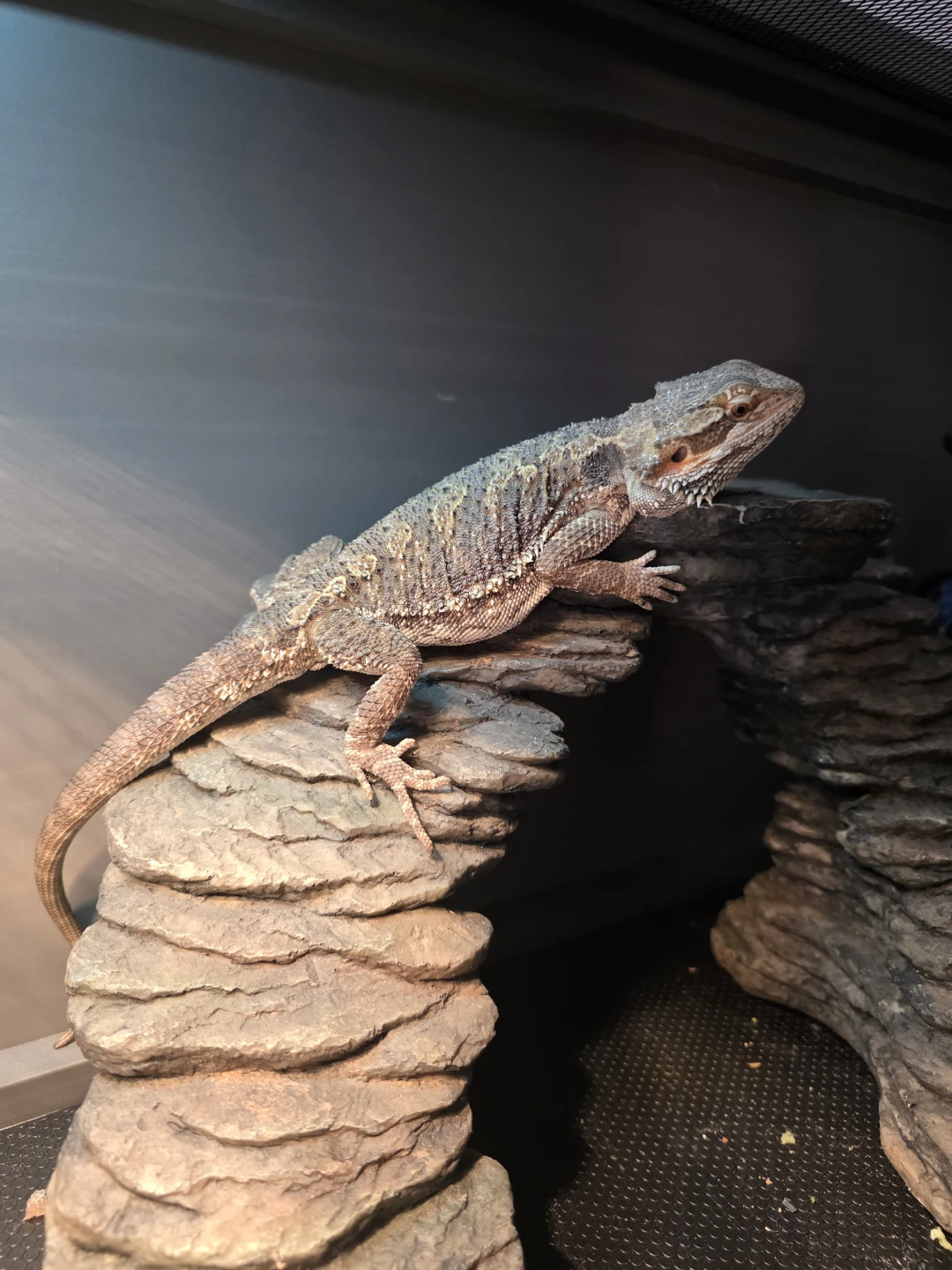 Bearded Dragon and Terrarium Setup