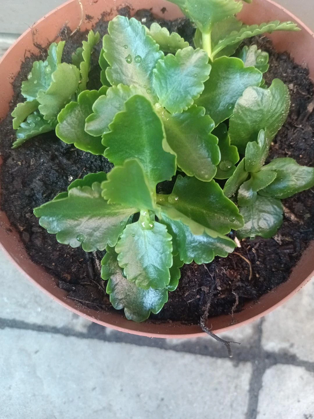 Kalanchoe Plant