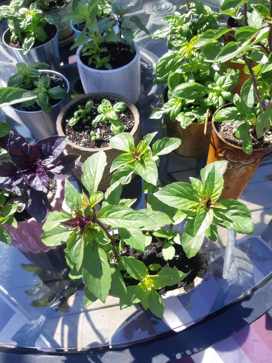 Potted Scented Basil Plants - photo 5