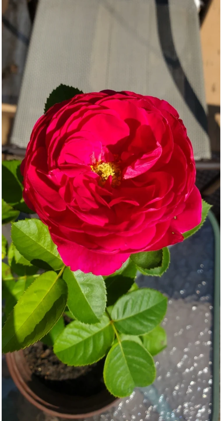 Ascot Rose