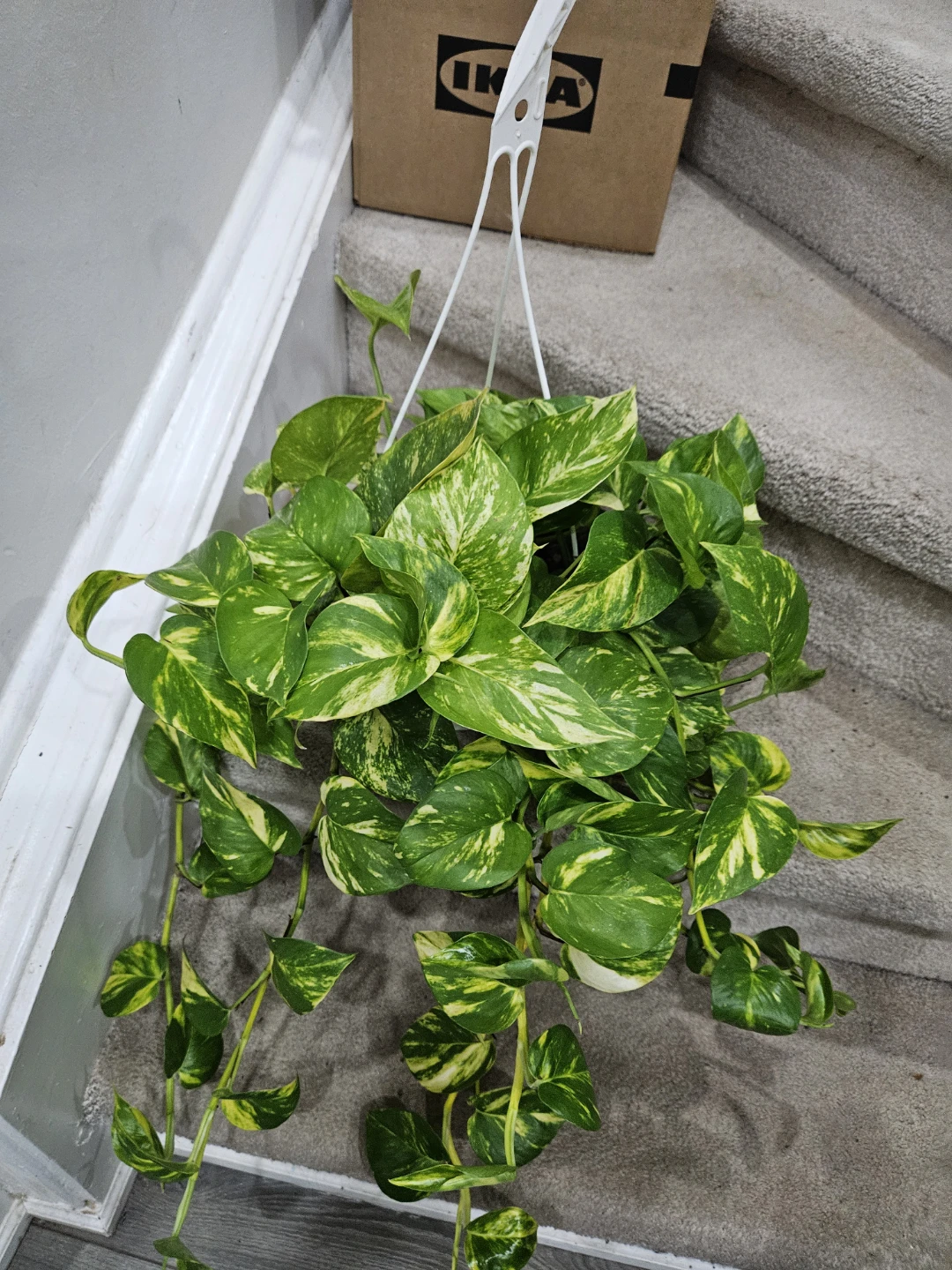 Pothos Hanging Plant
