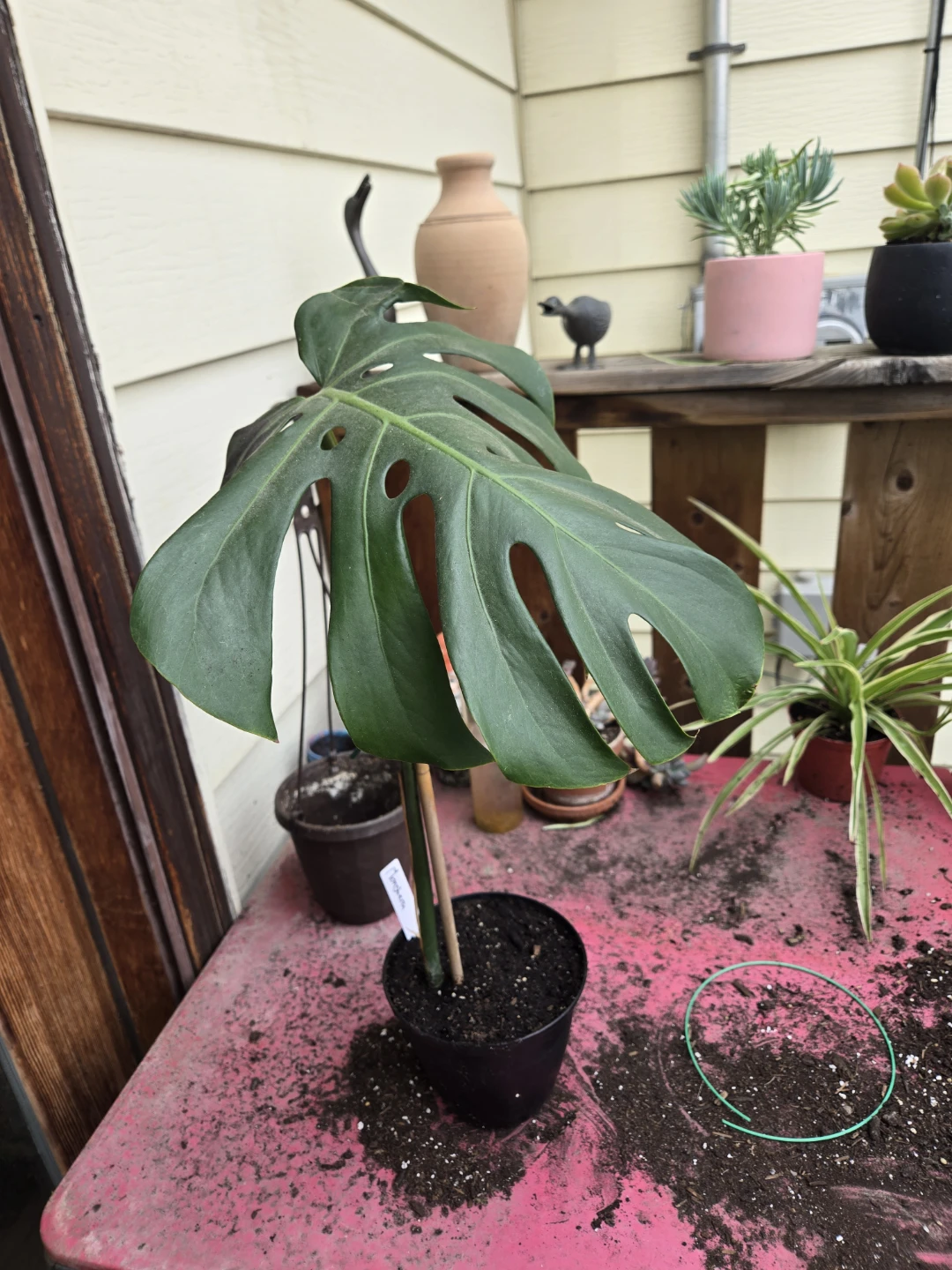 Monstera Deliciosa Plant - photo 5