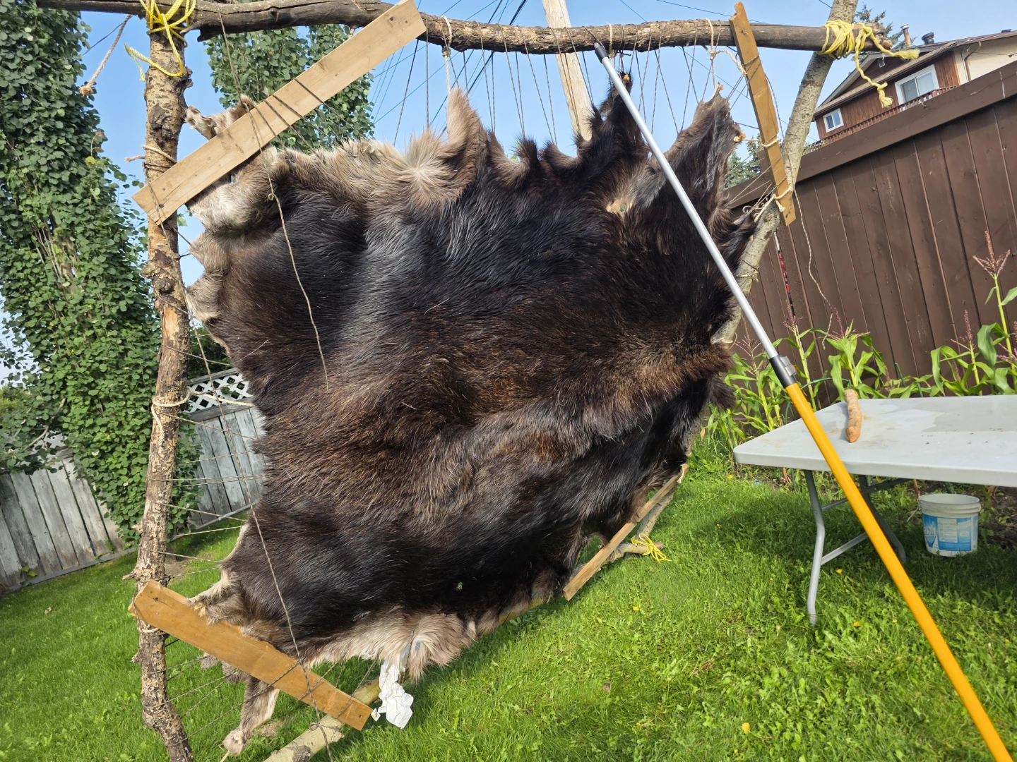 Moose Hide / Pelt - photo 2