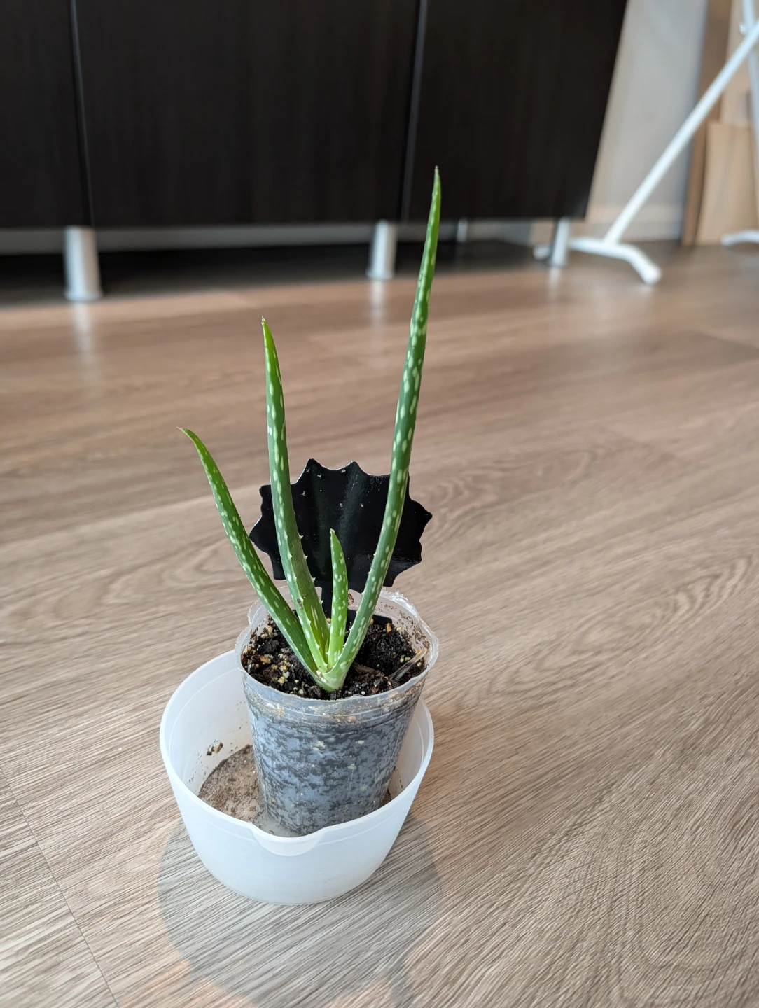 Aloe Vera Plant
