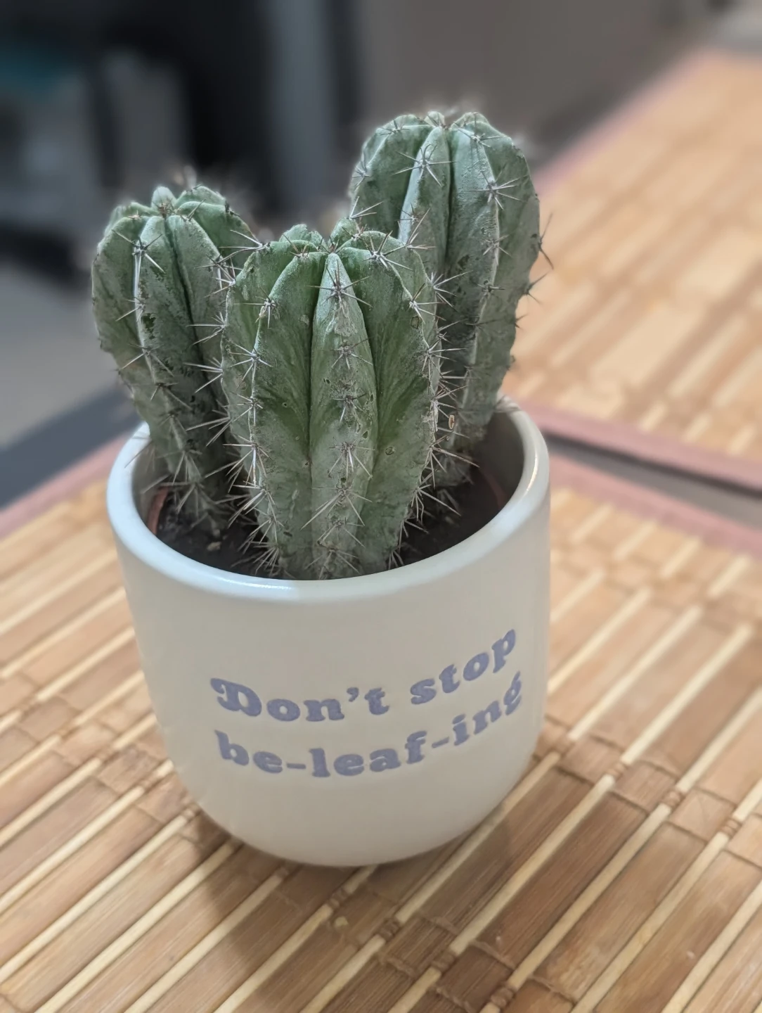 Cactus