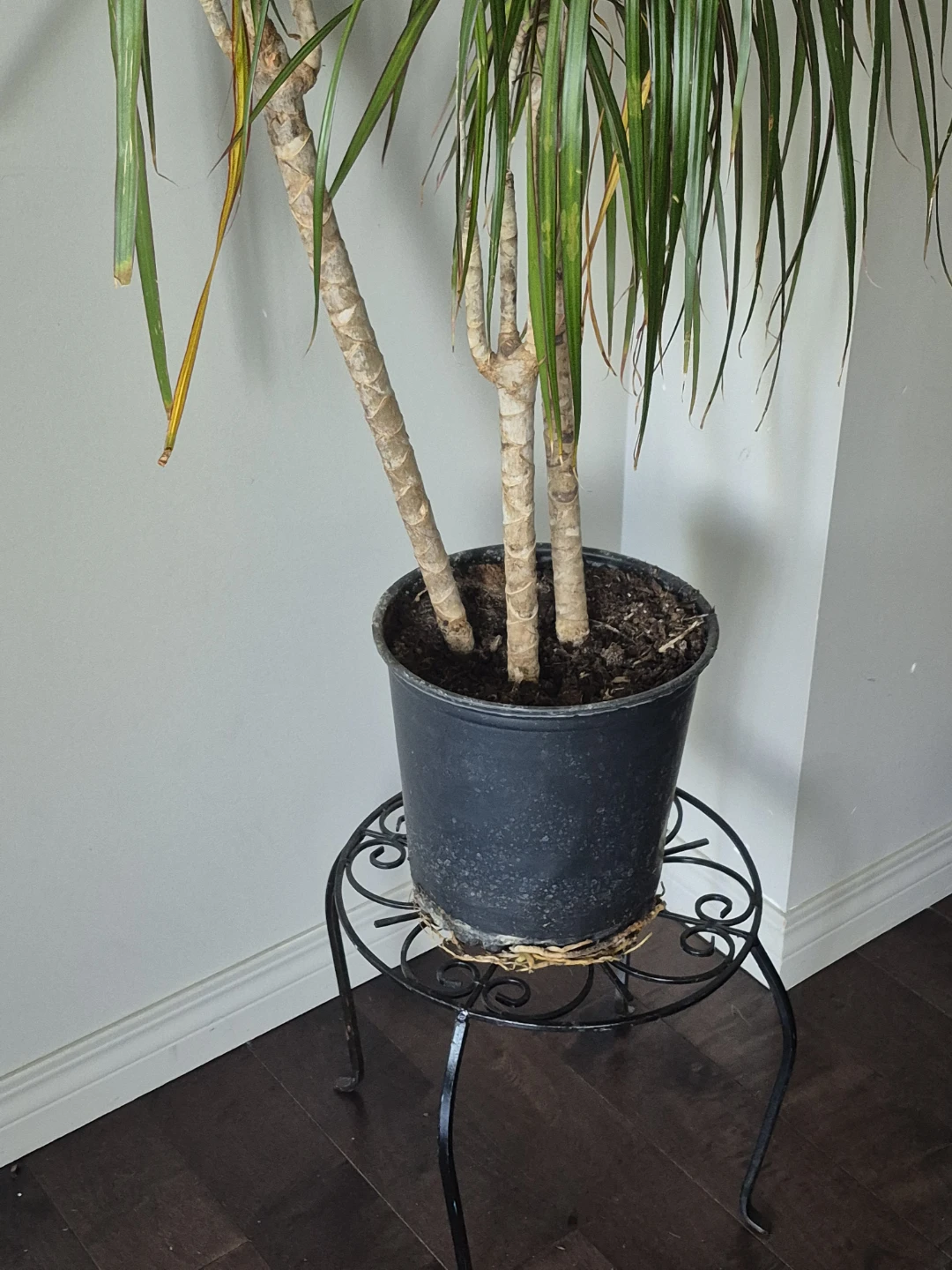 Dracaena Plant - photo 3