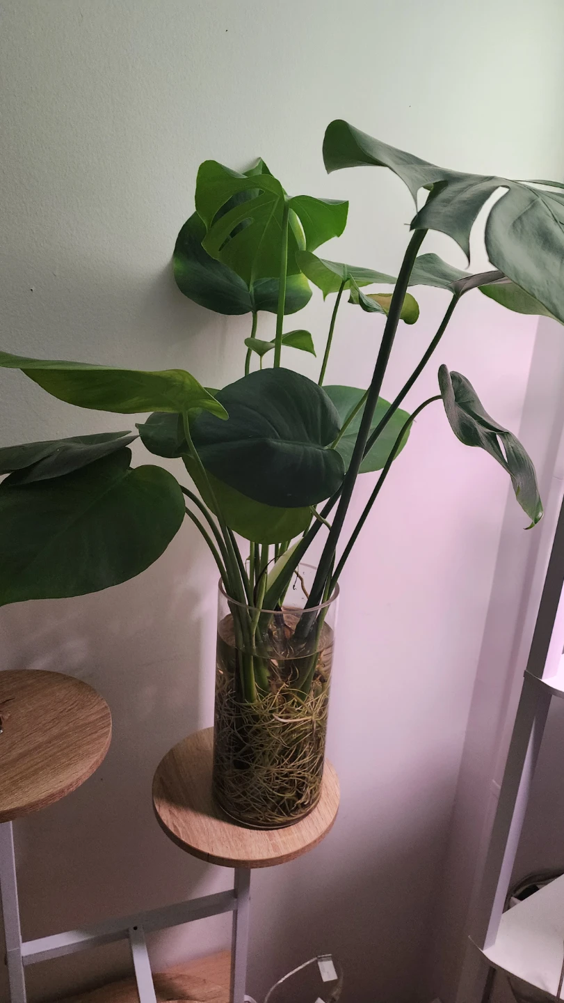 Monstera Deliciosa Plant in Glass Vase