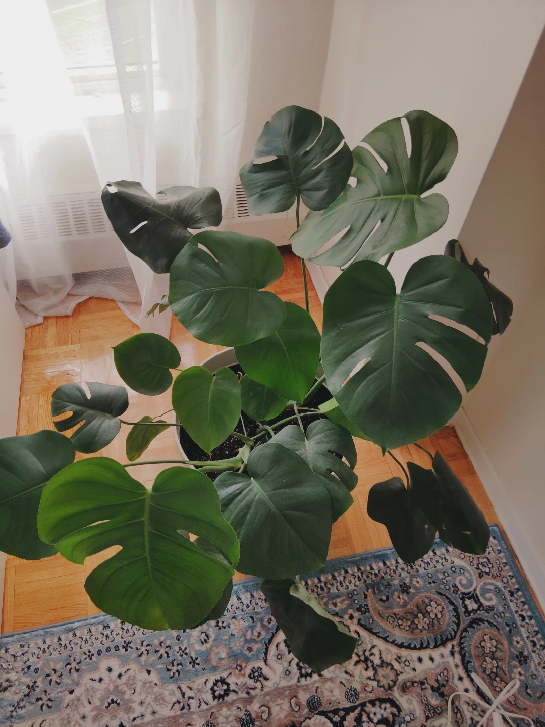 XL Monstera Deliciosa Plant in Pot with Vase - photo 3
