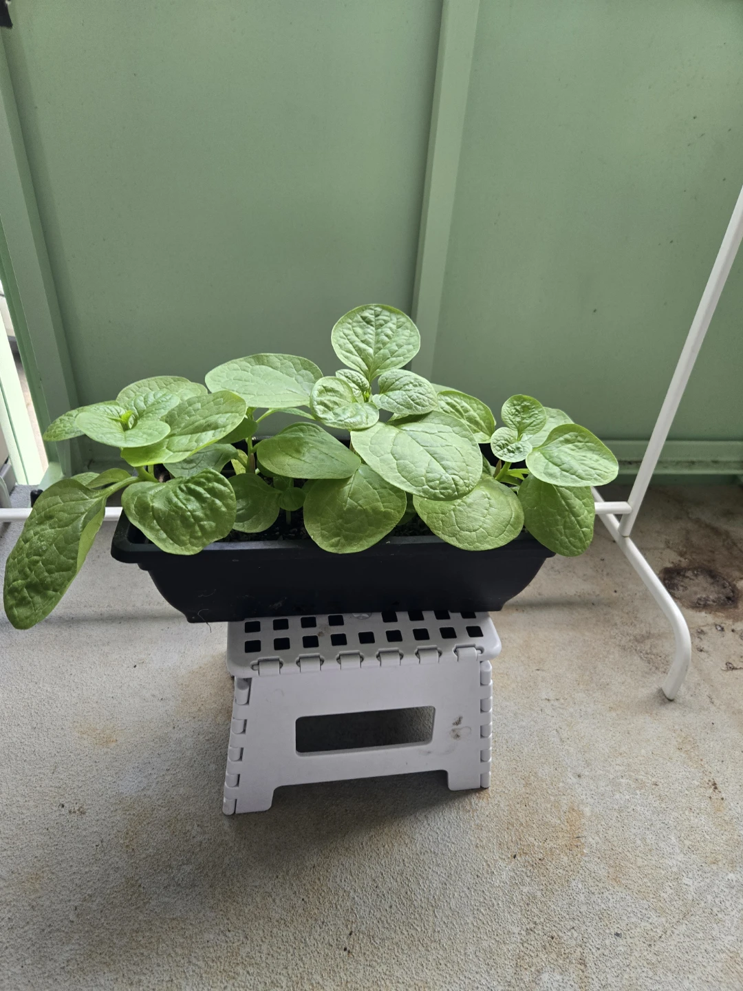 Spinach Seedlings in Black Planter