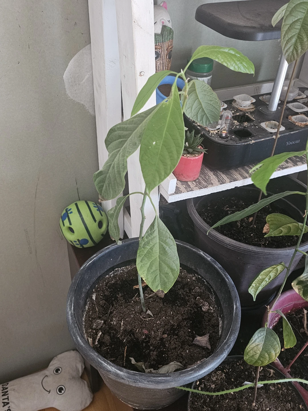 Avocado Plant in Pot
