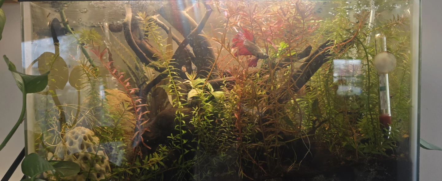 6G Fish tank fully cycled/matured - photo 4