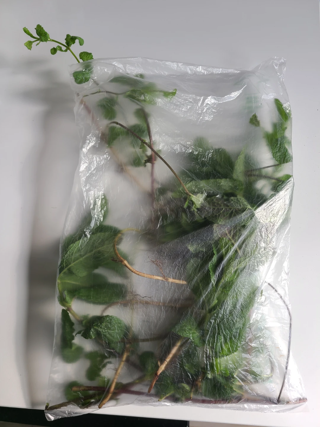 Fresh Mint (Aug 1)