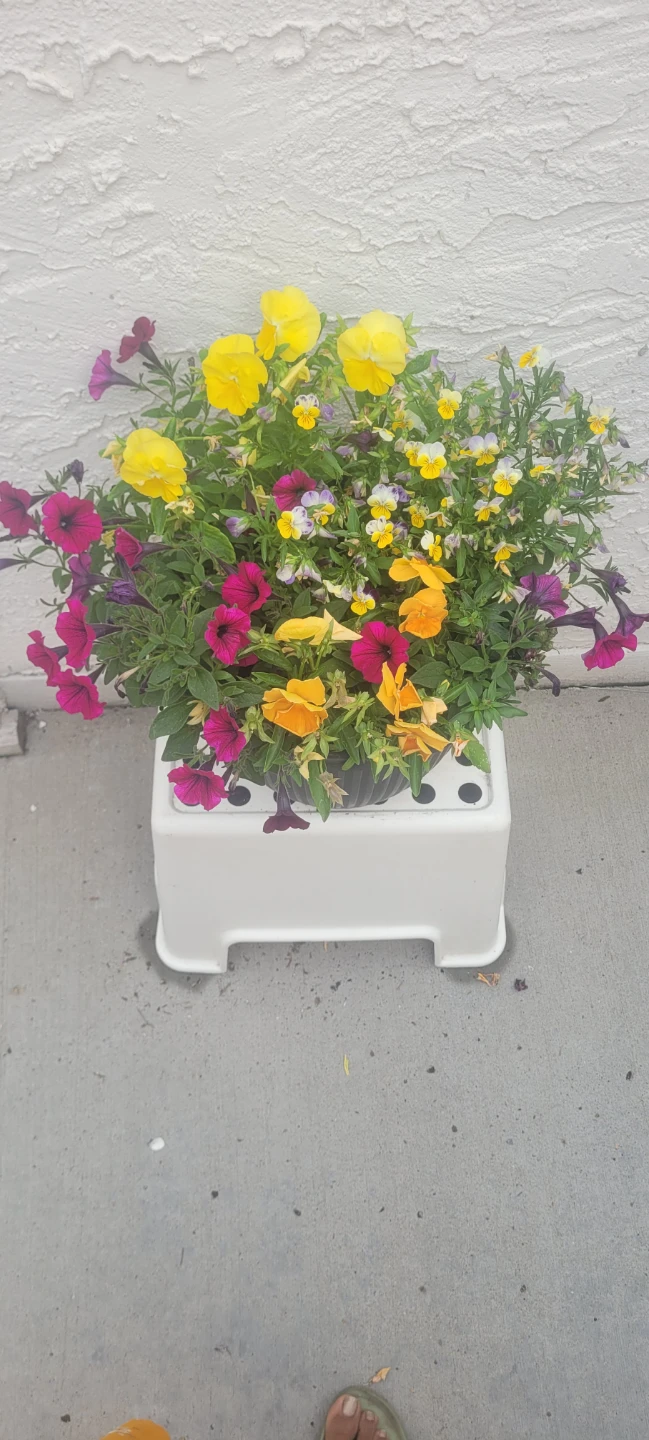 Mixed flowers pot - photo 2