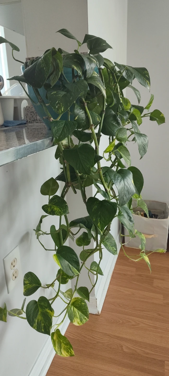 Pothos Plant - 90 cm in length - photo 3