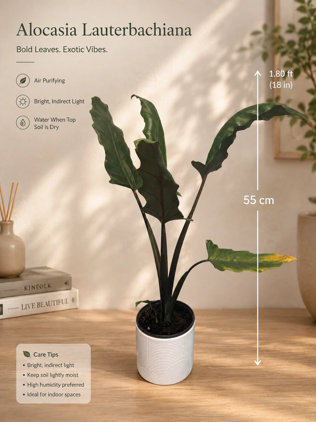 Alocasia Lauterbachiana Plant