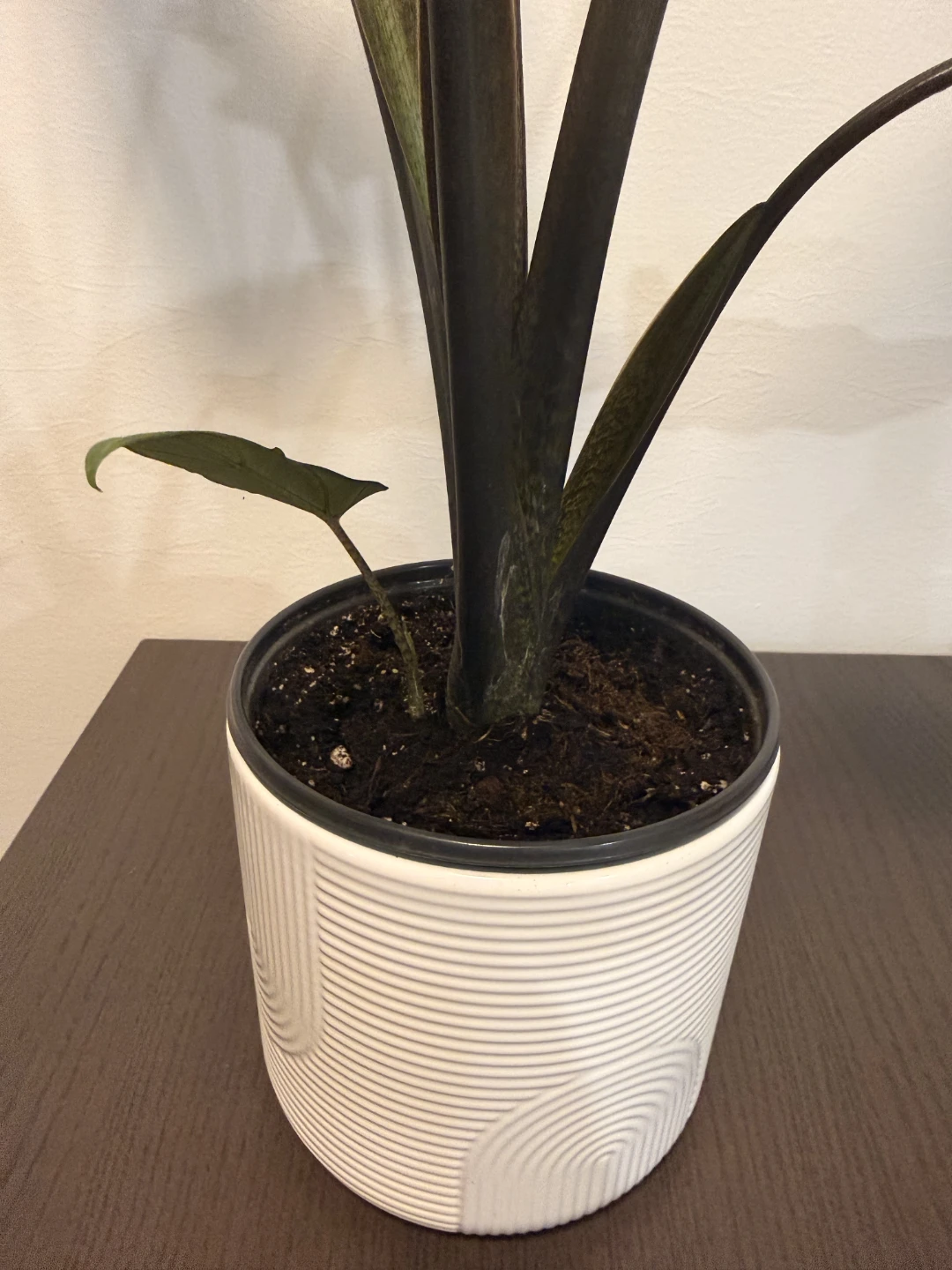 Alocasia Lauterbachiana Plant - photo 5