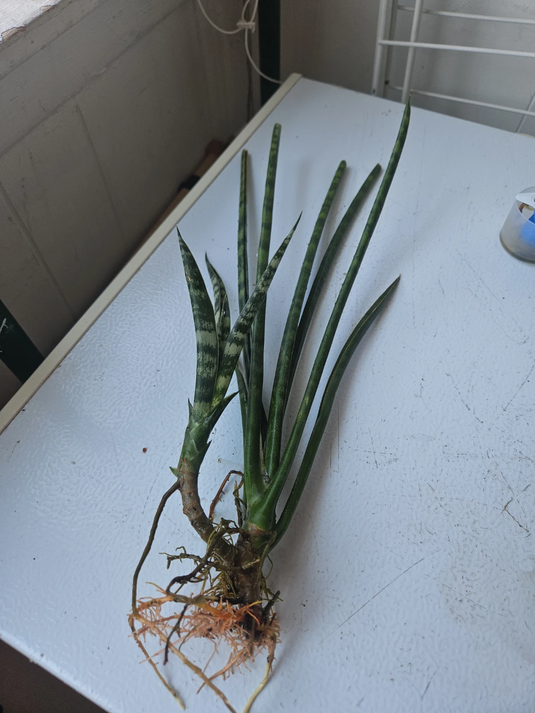 Snake Plant Cuttings