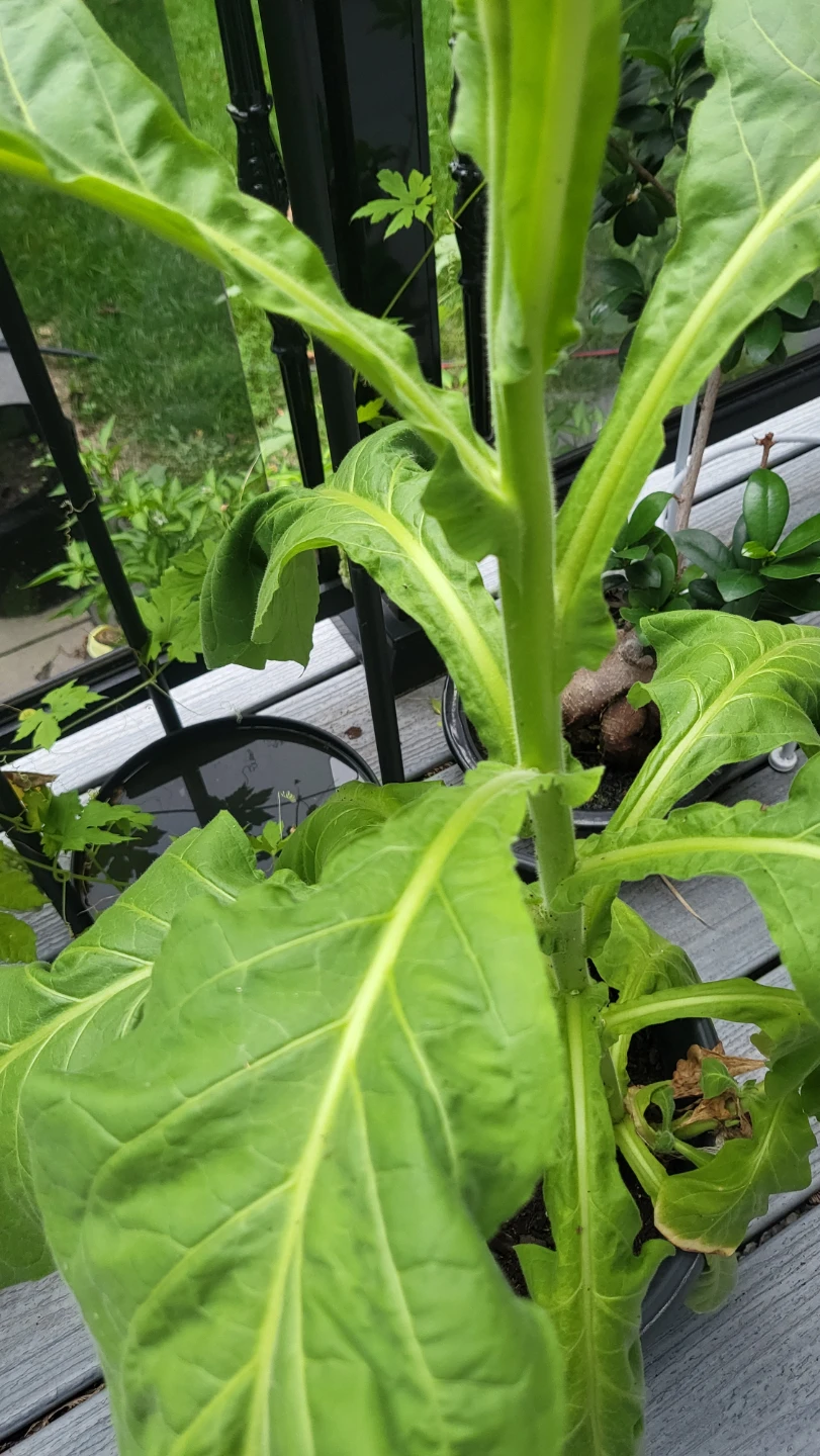 Live Tobacco Plant 30" high - photo 2