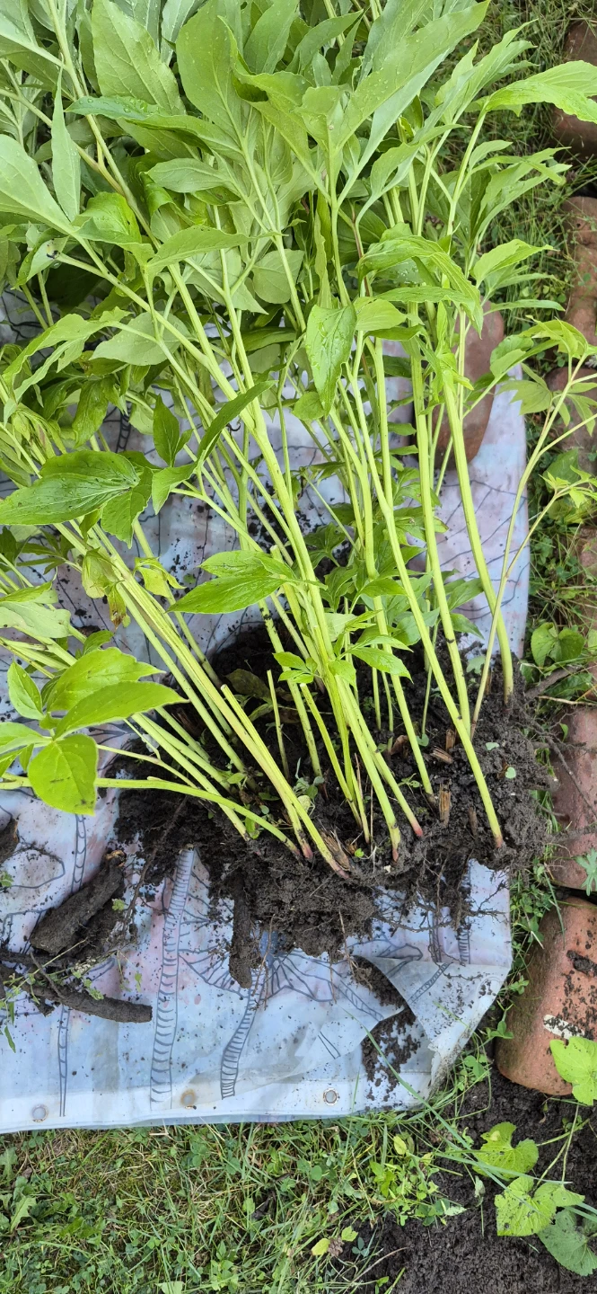 Freshly dug peonies.