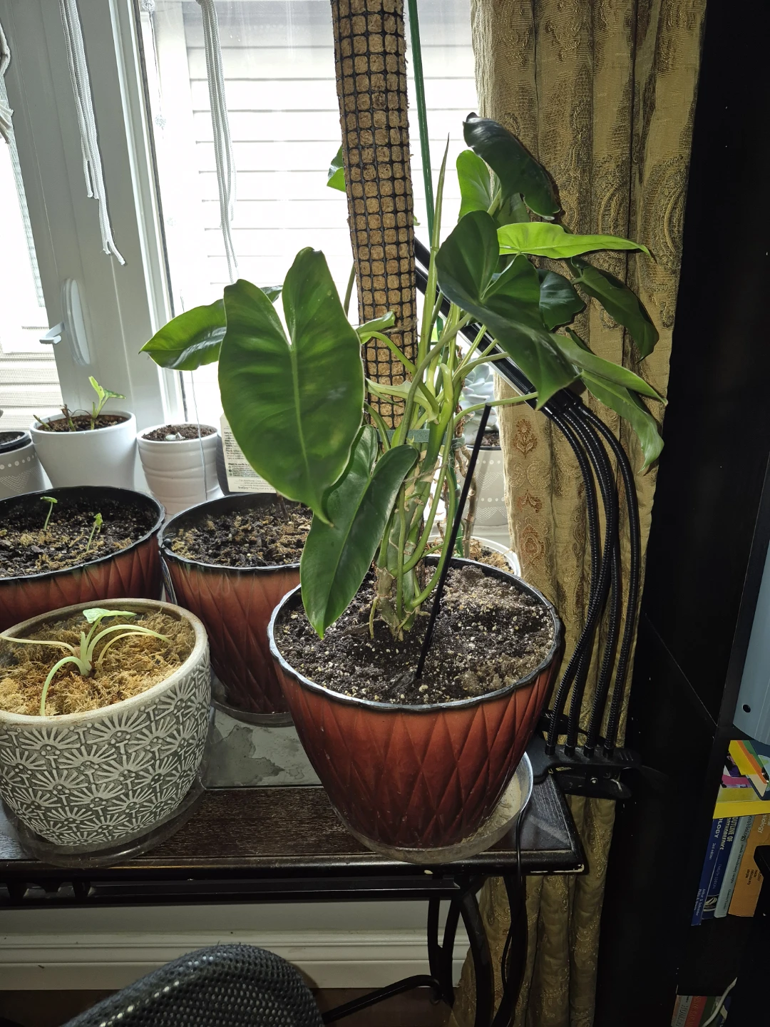 Large Potted Philodendron Burlemax Plant