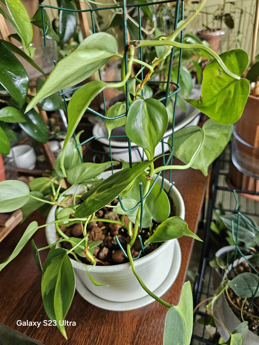 Potted Heartleaf Philodendron Plant - photo 2