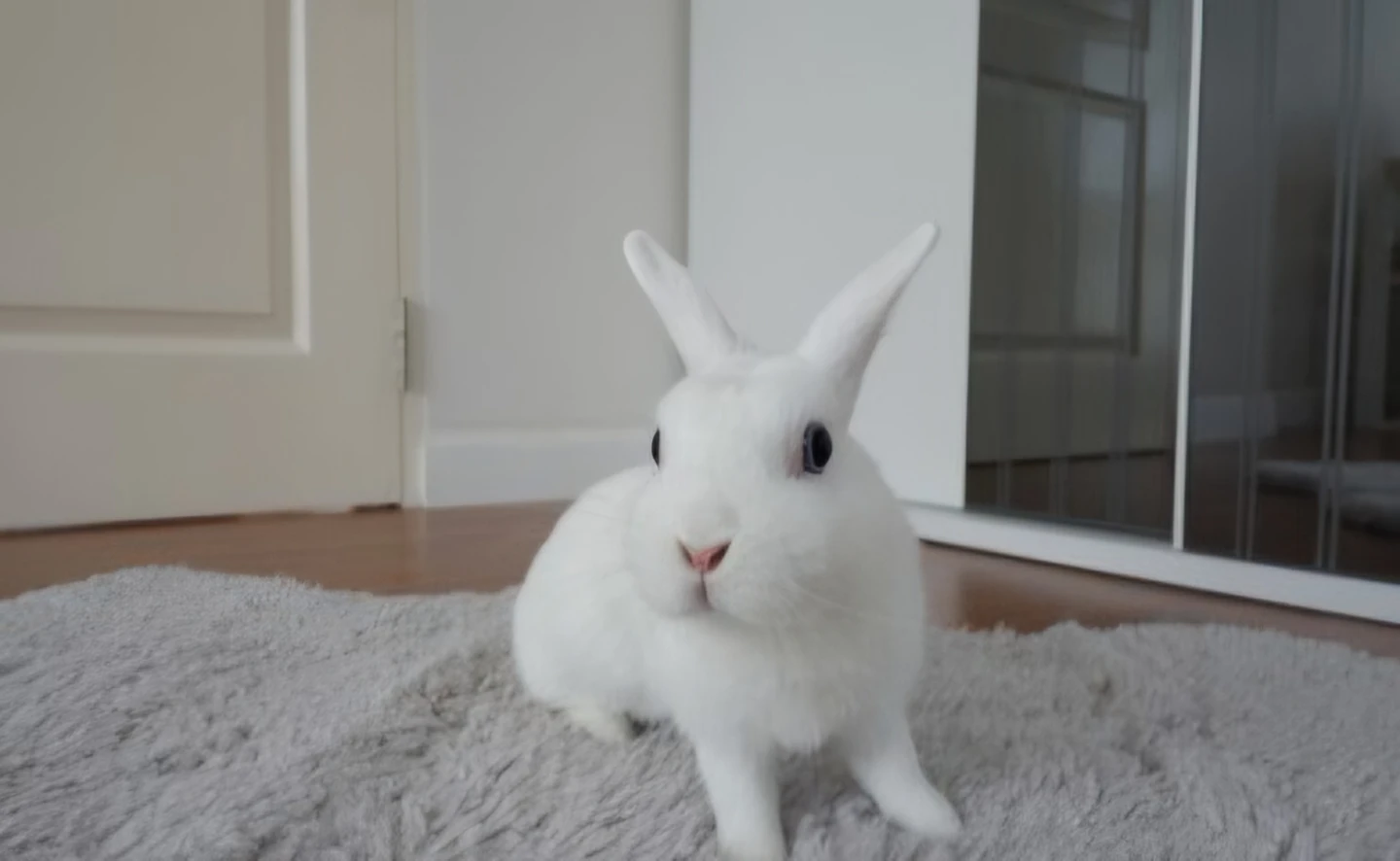 Large Rabbit Cage with Accessories - photo 4