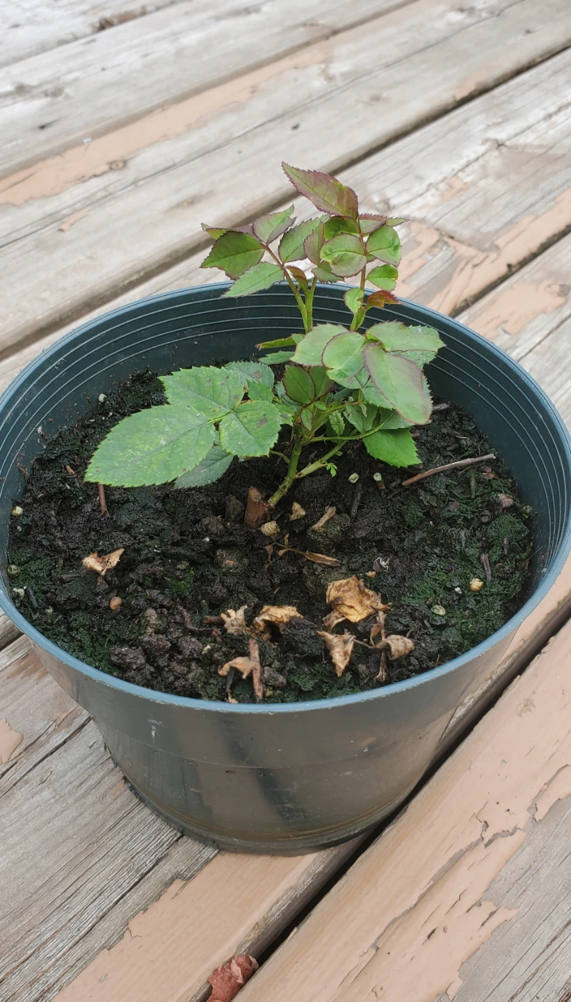 Charisma＿Rooted cutting，Floribunda Rose