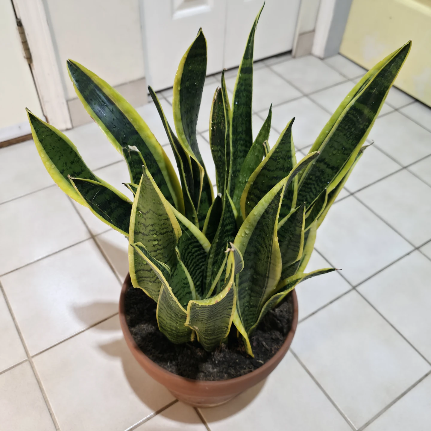 1ft Variegated Snake Plant in Terracotta Clay Pot - photo 2
