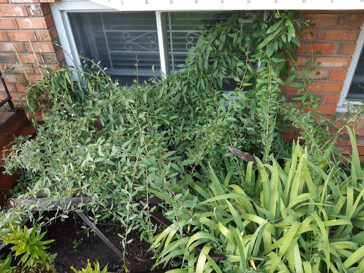 Perennial Goji Berry Plants