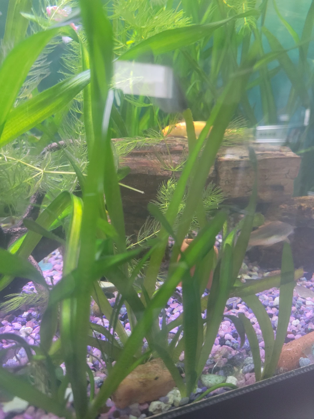 Live Aquarium Plants in Scarborough