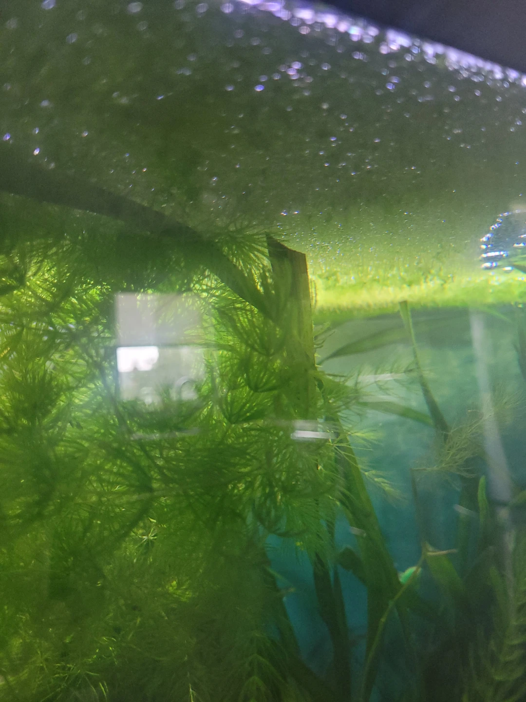 Live Aquarium Plants in Scarborough - photo 2