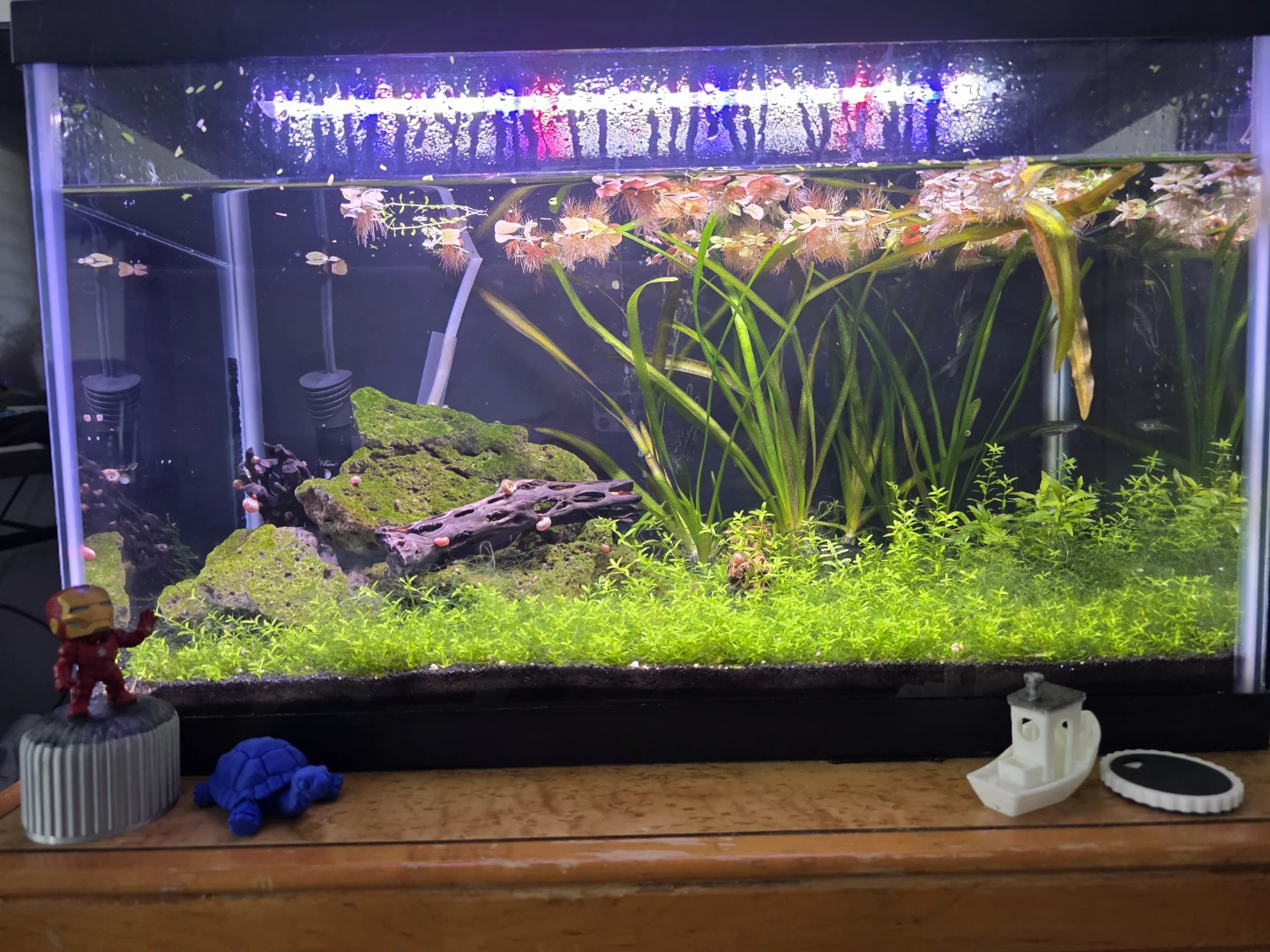 Planted Aquarium with Live Fish and Snails