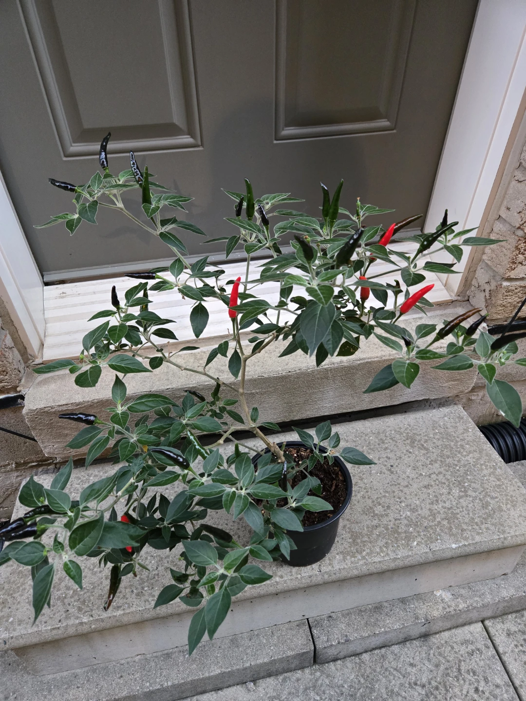 Japanese Chili Pepper Plant - photo 4