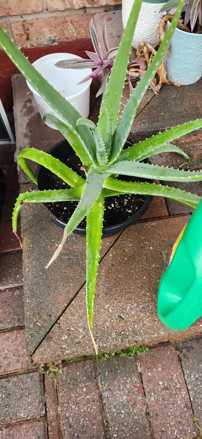 Aloe Vera plqnts