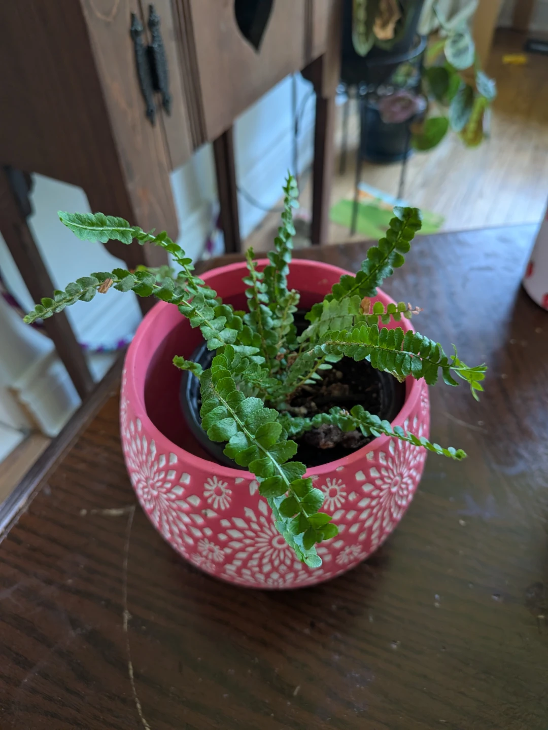 Lemon Button Fern