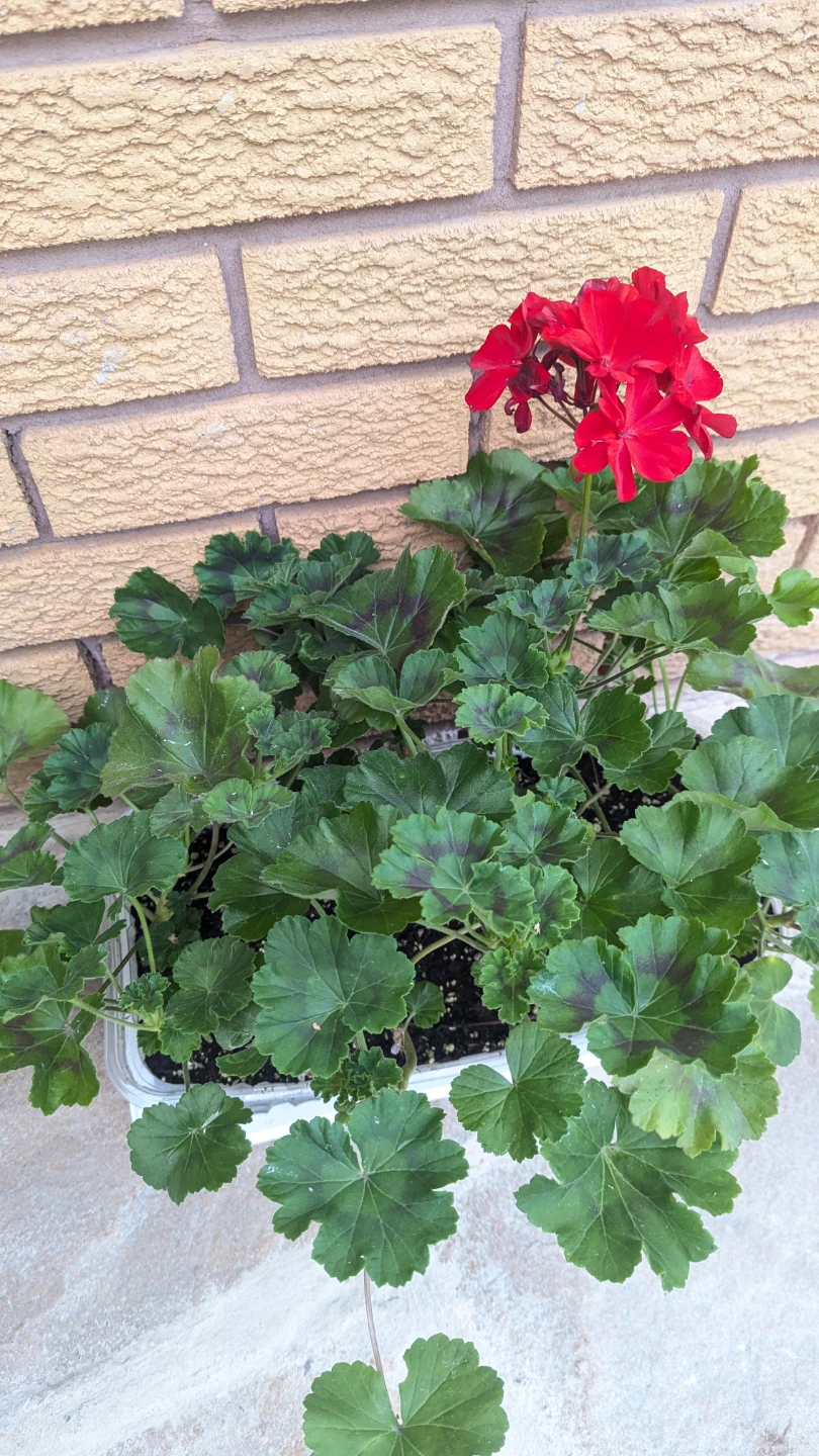 Tray of red geraniums
