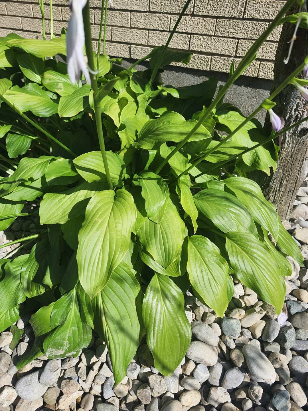 Variegated Hosta Plant