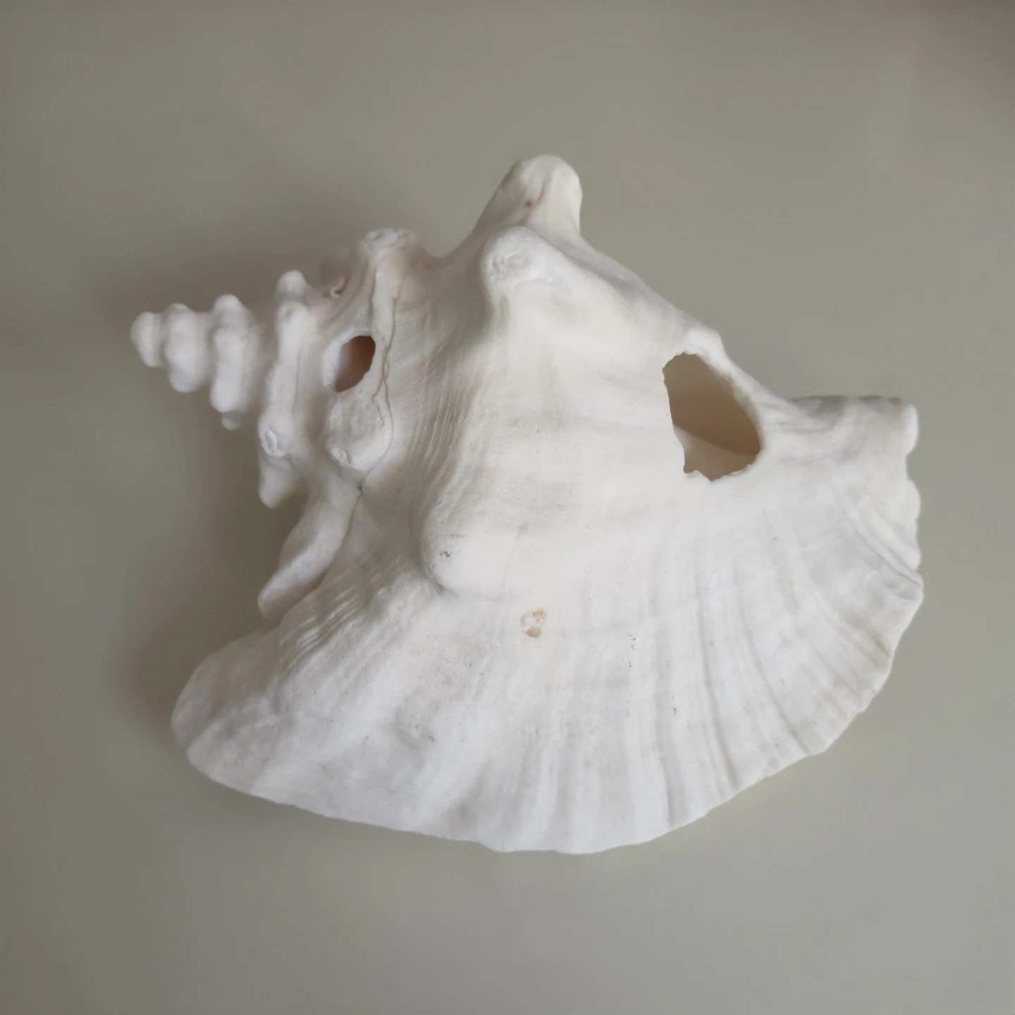 Large Conch Shell - EUC