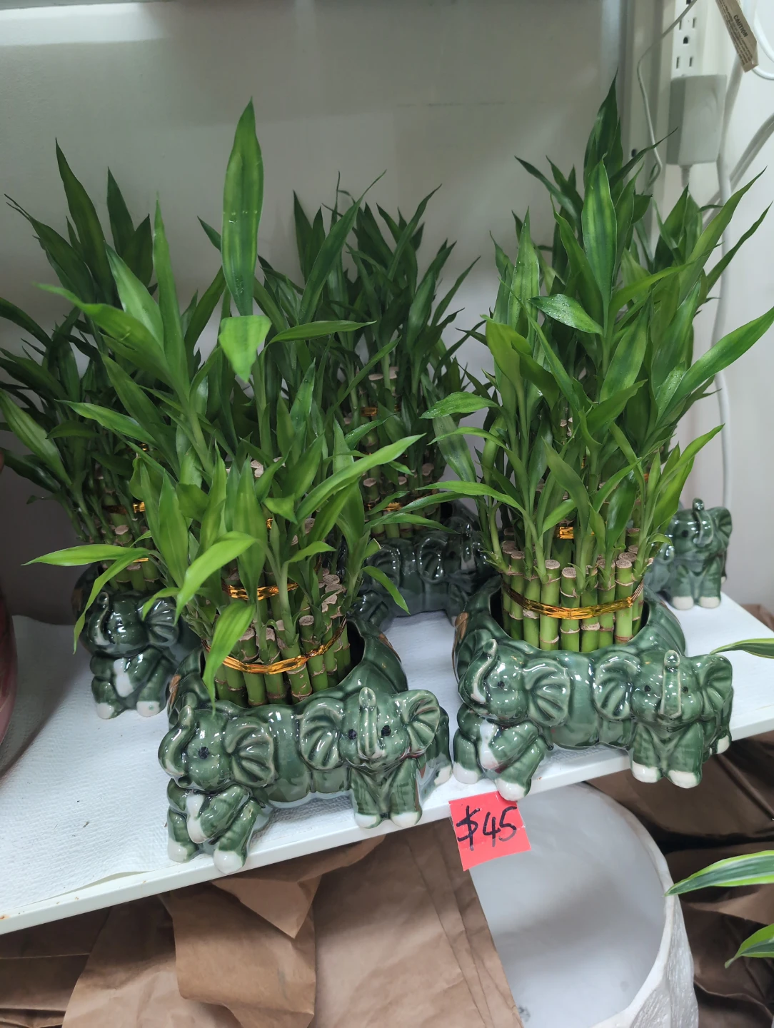 Lucky elephant pot with 36 pcs bamboo $45