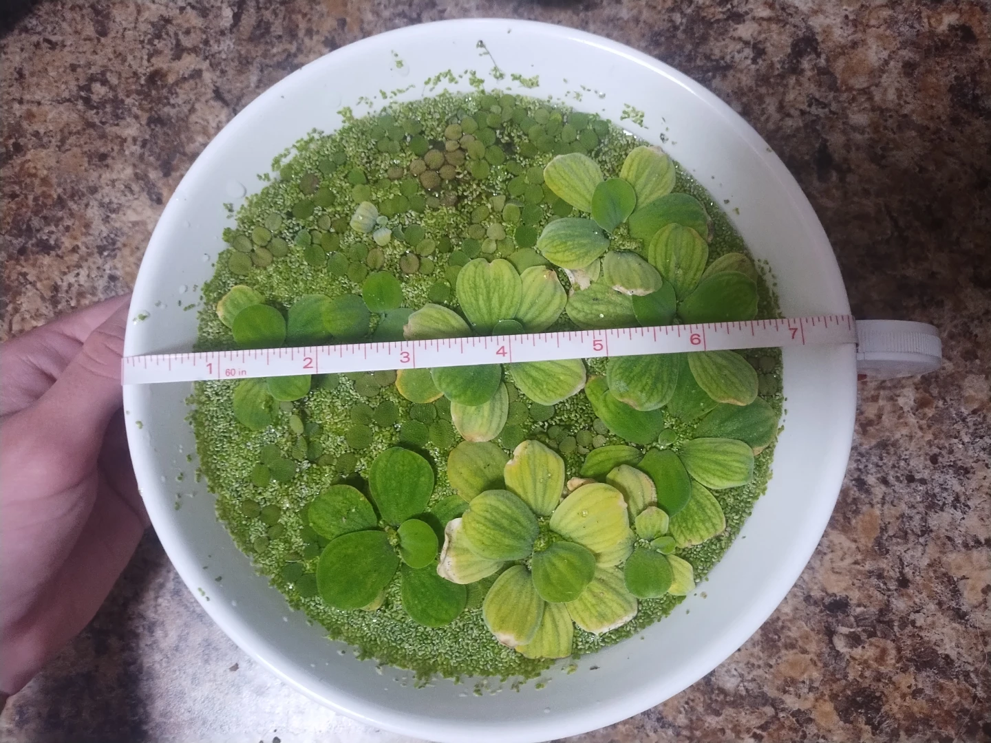 Big bowl of aquarium plants