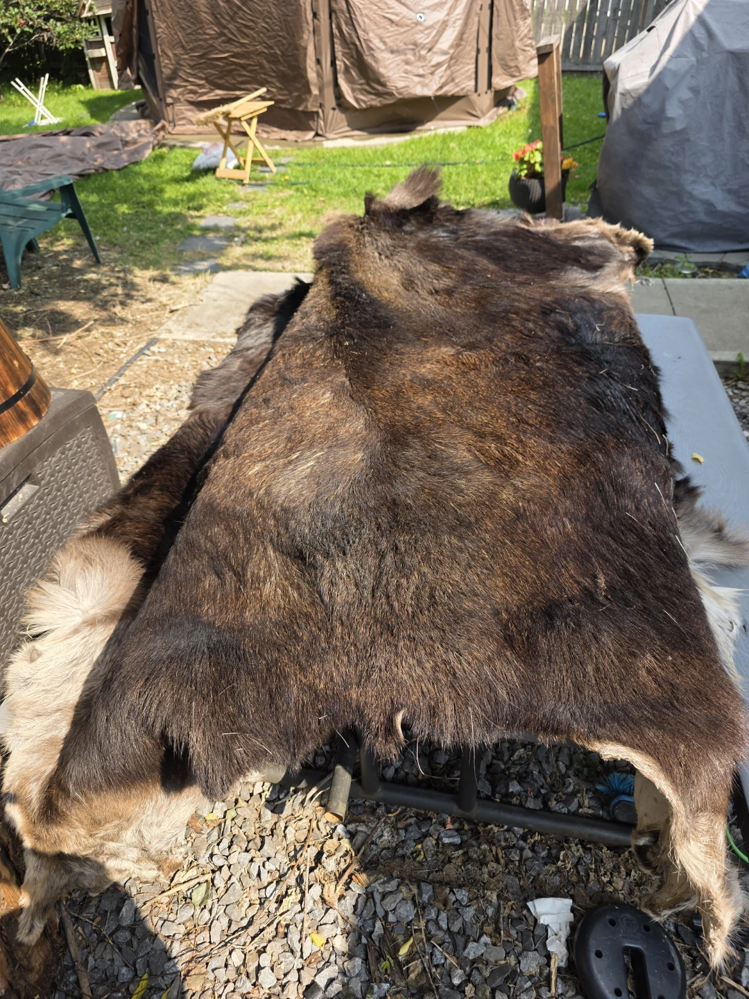 Moose Hide / Pelt
