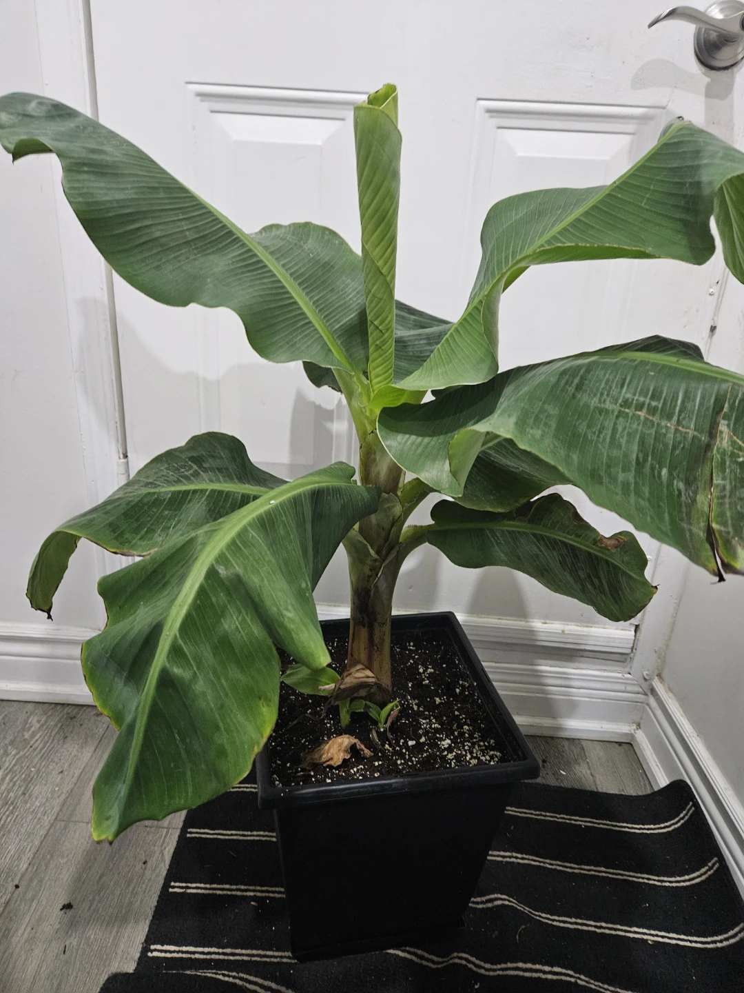 Banana Tree Plant in 3 gallon pot