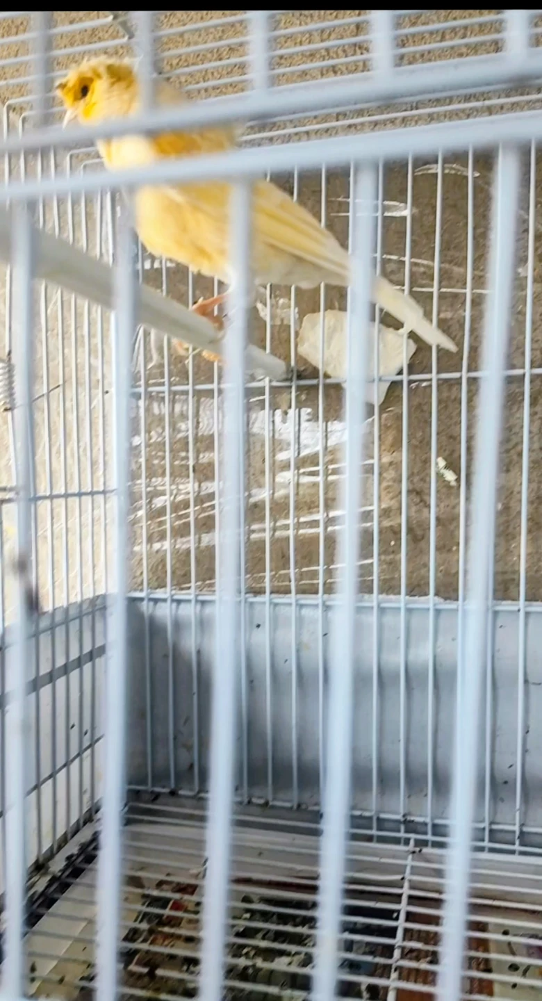 Male Canary singing - photo 3