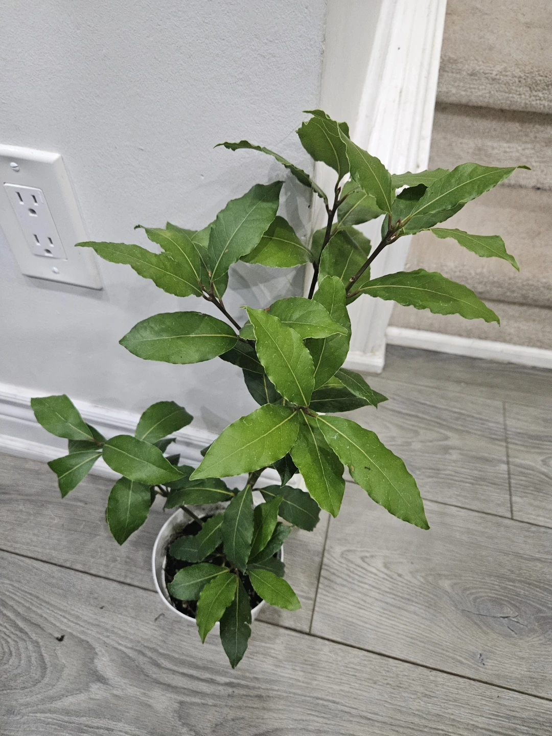 Bay Laurel Plant