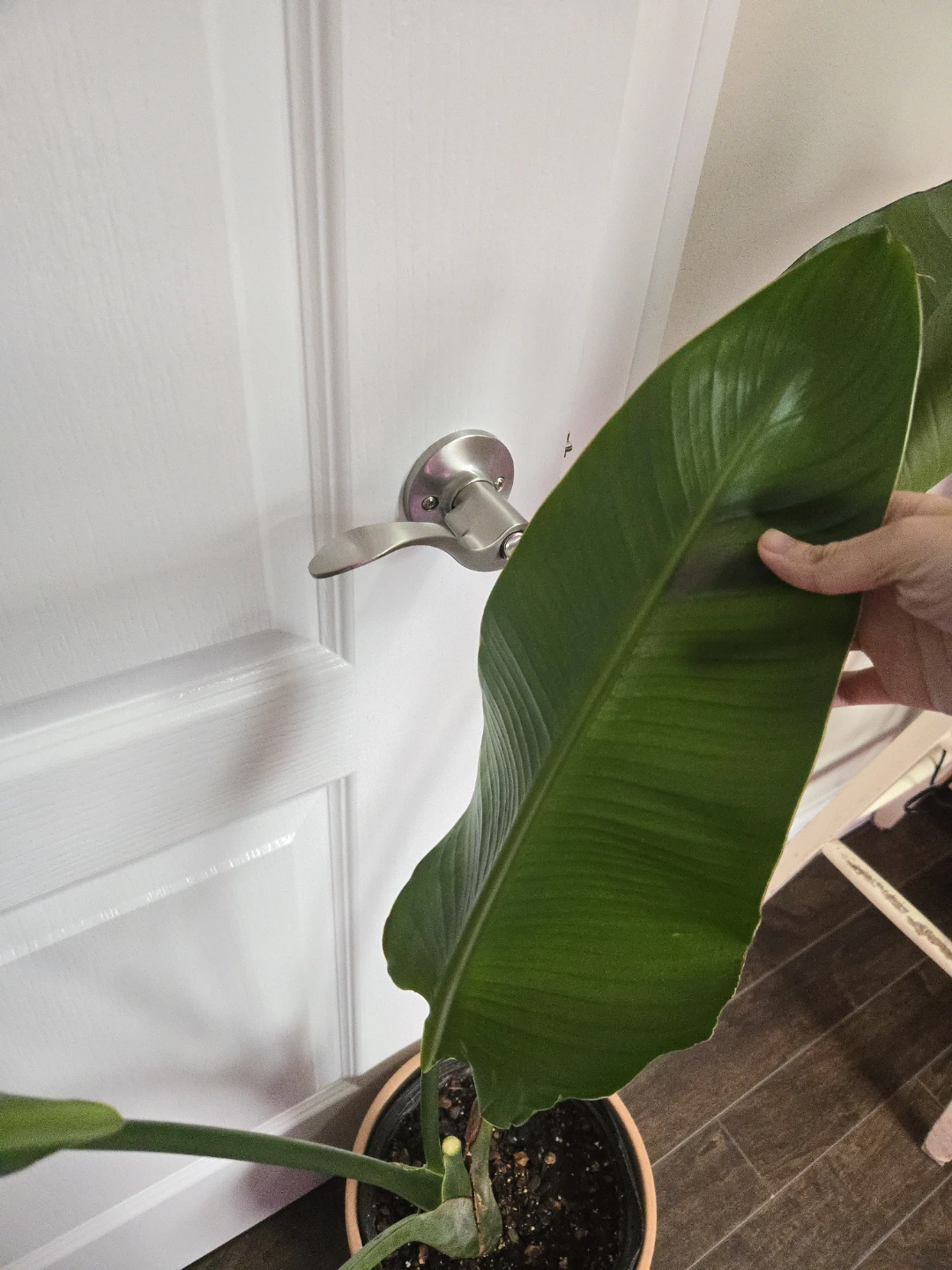 Bird of paradise in 10"pot, clay pot not included - photo 2