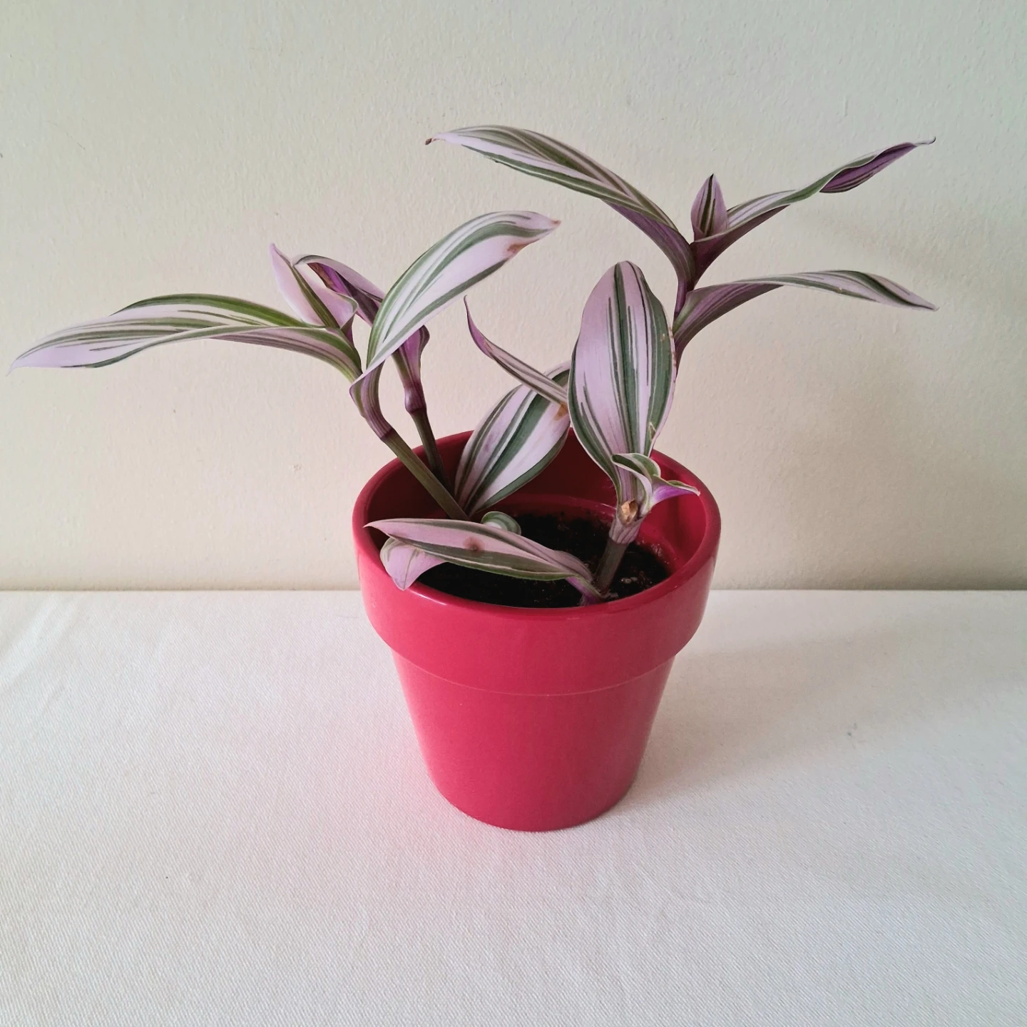 🌱 Fantasy Venice in Ceramic Pot 💜 - photo 5