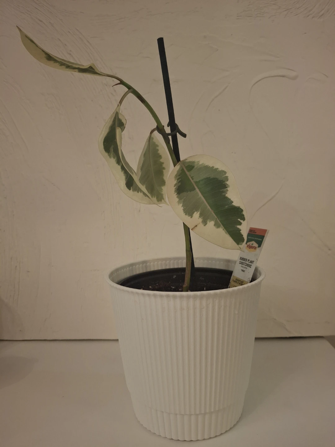 Variegated Rubber Plant in White Pot - photo 3