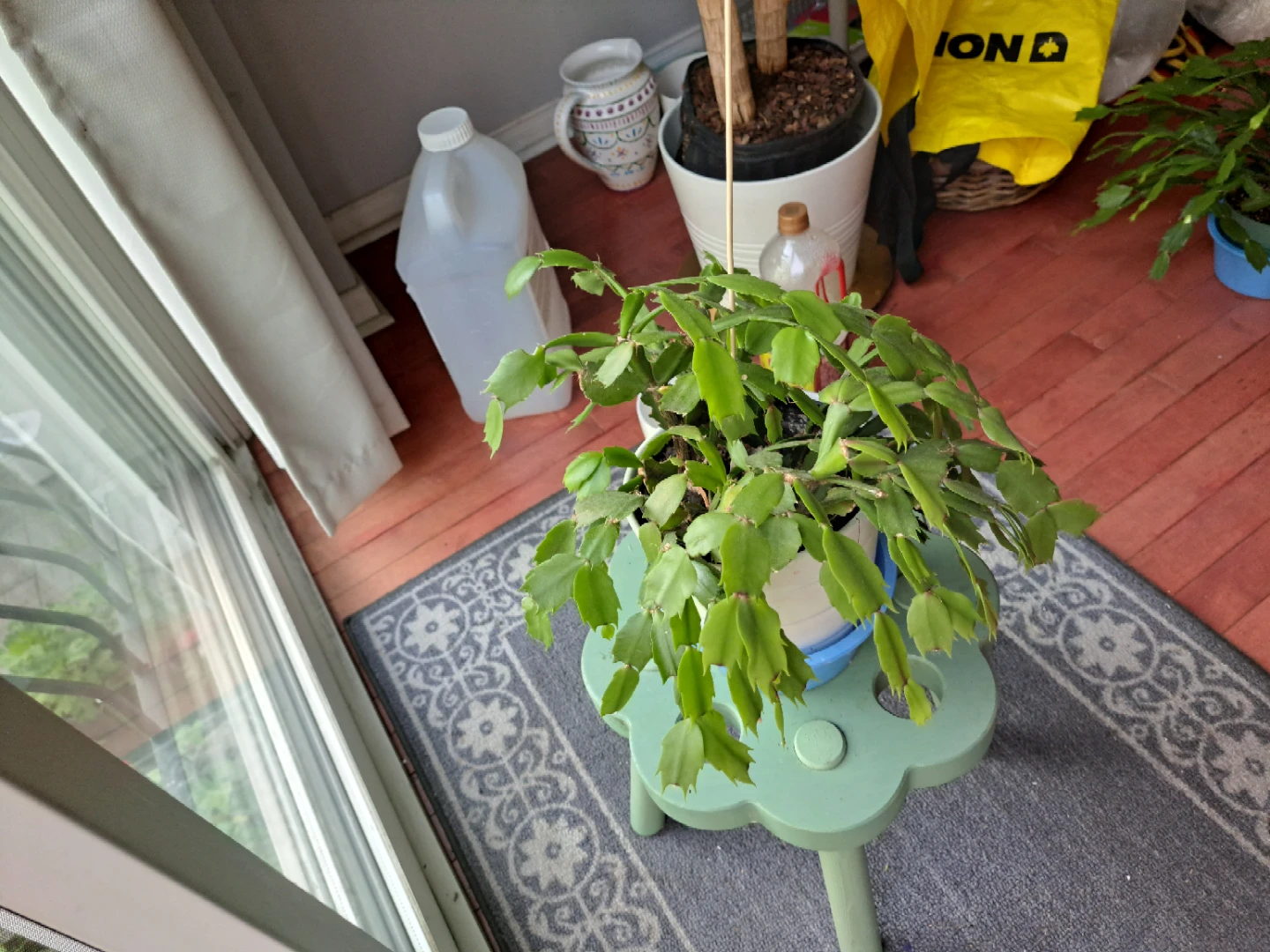 Healthy green Christmas cactus in pot - photo 3